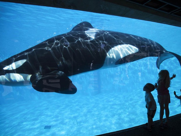 Crianças se divertem observando uma baleia em aquário do parque temático SeaWorld em San Diego, na Califórnia, na quarta-feira (19) (Foto: Mike Blake/Reuters)