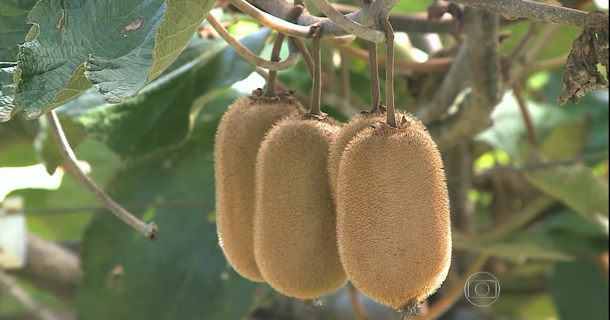 agroneg-cios-fungo-nos-pomares-de-kiwi-preocupa-produtores-ga-chos