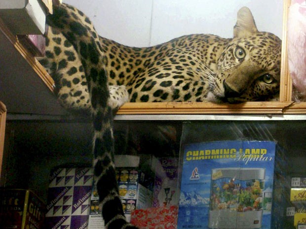 Imagem divulgada neste domingo (8) pela agência de notícias Associated Press mostra exemplar de leopardo descansando em prateleira de uma loja no distrito de Sonepur, em Orissa, na Índia. O felino foi resgatado por agentes ambientais e levado para um zool (Foto: AP)