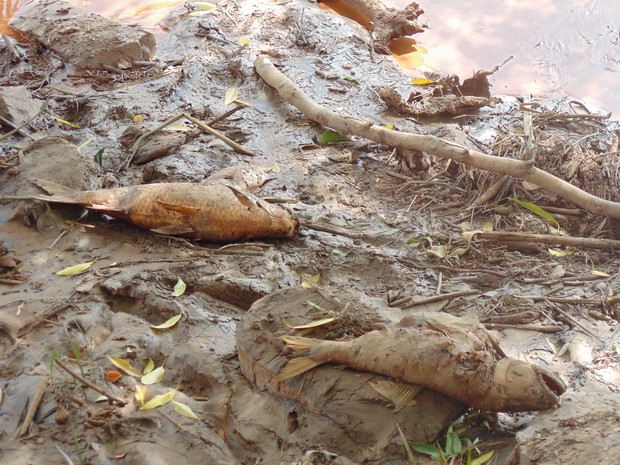 Vários peixes estão sendo encontrados mortos nos Rio Doce e Santo Antônio (Foto: Wilkson Tarres/G1)