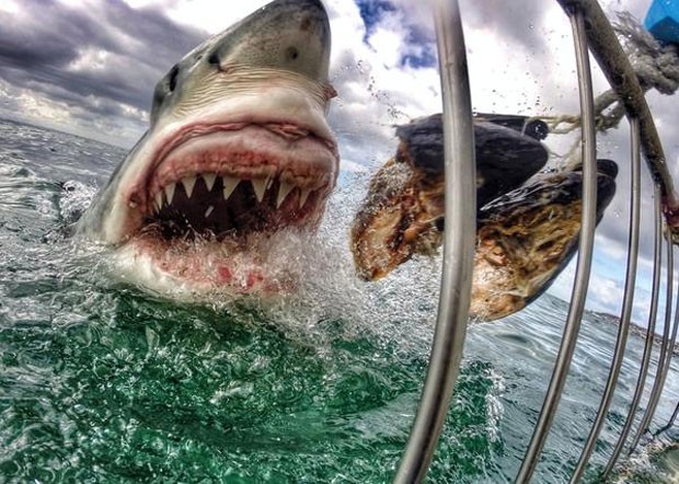 Amanda Brewer registrou uma foto impressionante de um grande tubarão branco atacando uma isca na África do Sul  (Foto: Reprodução/Twitter/ GoPro)