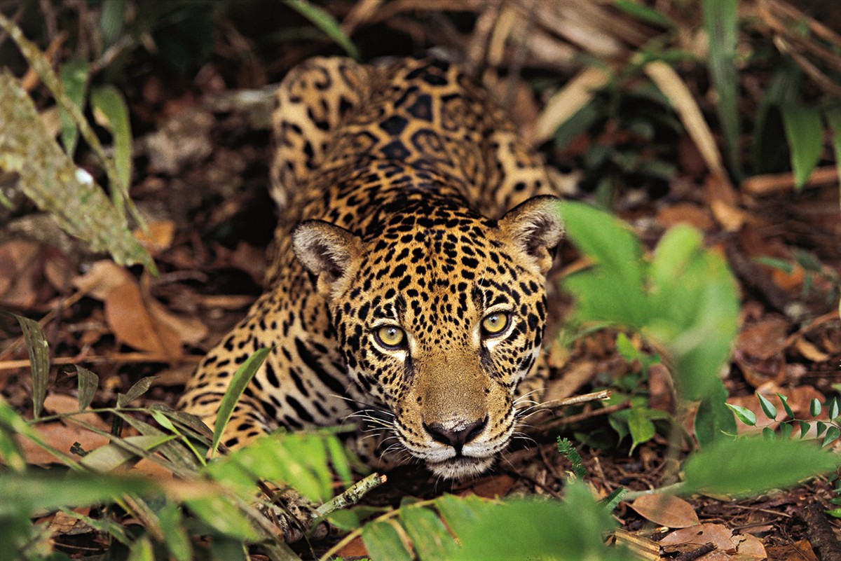 ягуар в бразилии
