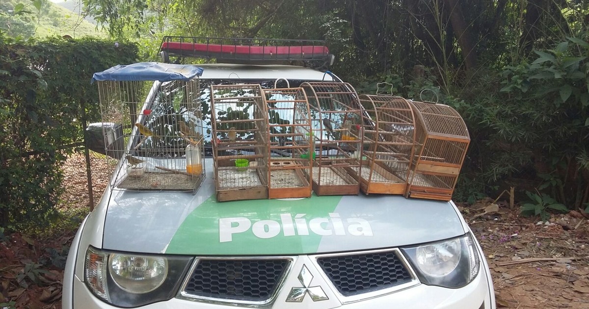 G Pol Cia Apreende Oito Aves Silvestres Mantidas Em Cativeiro Em S