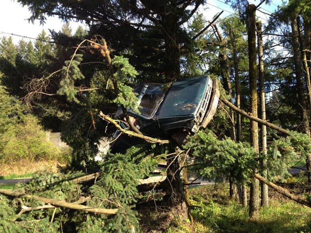 'Pior motorista do mundo' saiu da pista e bateu carro em árvore, deixando veículo a 3 m do chão (Foto: Caters News Agency)