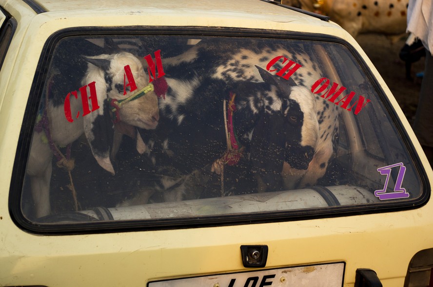 A Pakistani buyer loads goats in a vehicle he bought in preparation for the upcoming Muslim holiday of Eid al-Adha, or 