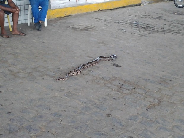 Cobra foi encontrada em um posto de combustível da capital paraibana (Foto: Sone Evangelista/VC no G1)