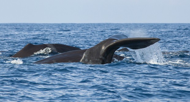 Baleias se apresentam na costa do Oceano Índico (Foto: David Loh/Reuters)