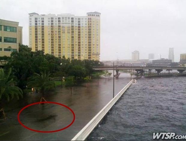 Em junho deste ano, uma foto falsa que mostraria um tubarão em uma estrada beira-mar alagada em Tampa, no estado da Flórida (EUA), provocou polêmica depois que começou a circular em sites na internet (Foto: Reprodução)