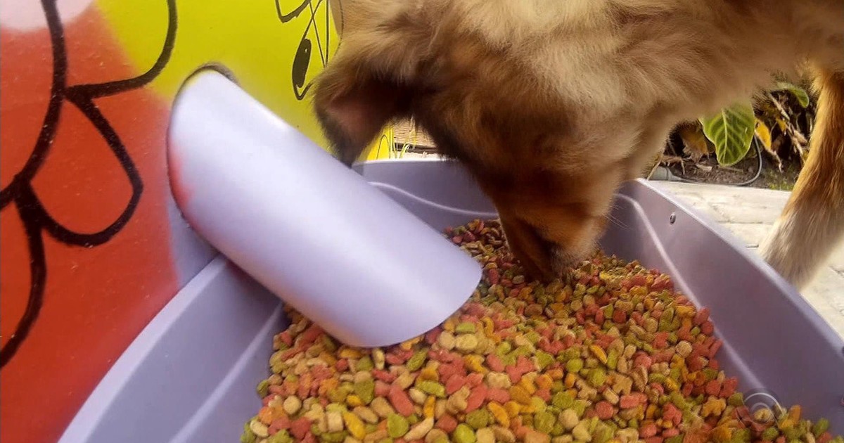 Moradora de Pelotas cria 'pet food' com ração e água para cães de ... - Globo.com