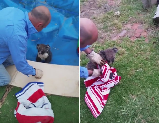 Coala foi resgatado de piscina em Adelaide Hills (Foto: Reprodução/YouTube/Jack Vaughan)