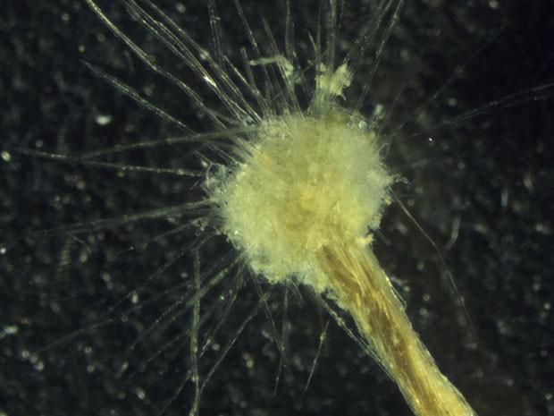 Dentre as criaturas unicelulares, essa ameba que tem entre 4 e 5 cm é considerada gigante (Spiculosiphon oceana). Vinda do Mediterrâneo, ela se alimenta de invertebrados (Foto: Manuel Maldonado/BBC)