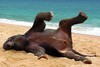 Elefante invade praia,  
toma sol e surpreende turistas na Tailândia (Reprodução)