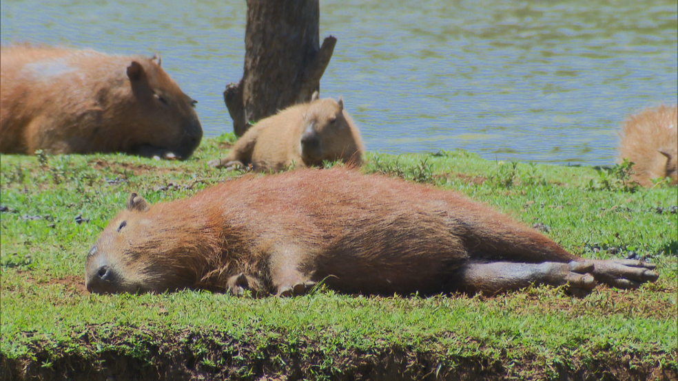 Capivaras descansam à beira do lago (Foto: TV Globo/Reprodução)