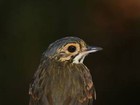 Cientistas descobrem novo pássaro em parte ocupada da Amazônia