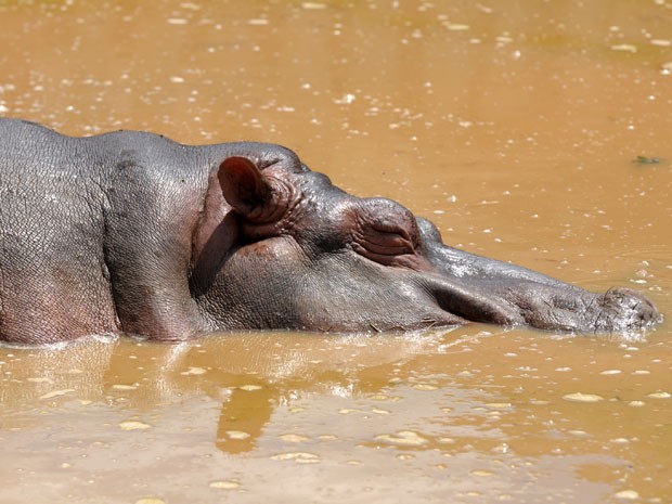 Hipopótamo é um dos animais do zoo (Foto: Orlando Sierra/AFP)