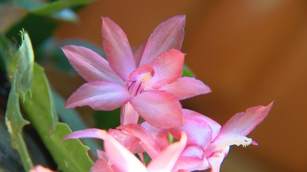 Além das cores convencionais, especialista conseguiu criar tonalidades inéditas como a flor de maio na cor rosa claro (Foto: Reprodução/TV TEM)