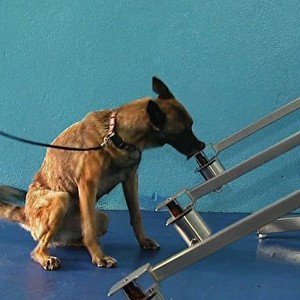 Cachorrinha é treinada para identificar indícios de câncer pelo faro (Rede Globo)