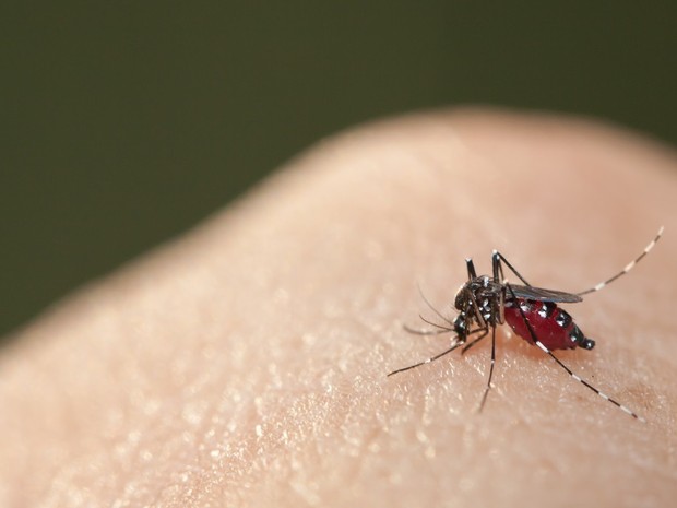 Mosquito Aedes Aegypti  (Foto: Divulgação )