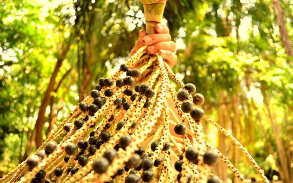 Litro do açaí custa R$ 8 em Jaru (Foto: Maksuel Martins)