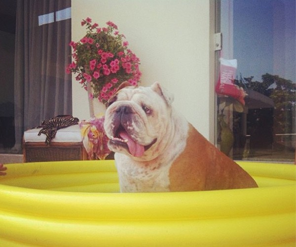 Gorda, cachorrinha de Gracyanne (Foto: Reprodução/Instagram) Gorda, cachorrinha de Gracyanne (Foto: Reprodução/Instagram)