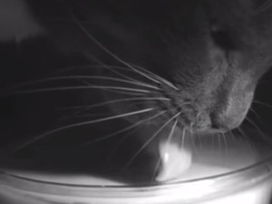 Vídeo feito por pesquisadores em estudo de 2010 mostra mecanismo que gato usa para beber líquidos (Foto: Pedro M. Reis, Sunghwan Jung, Jeffrey M. Aristoff and Roman Stocker/MIT/Divulgação)