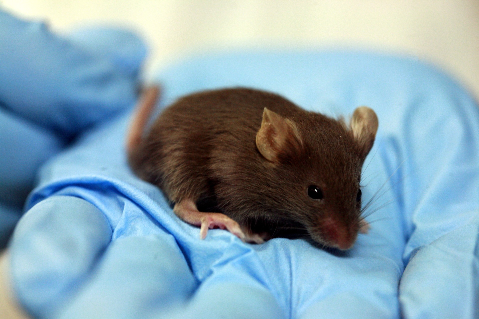 Homem encontra rato do tamanho de cachorro em casa, na Inglaterra