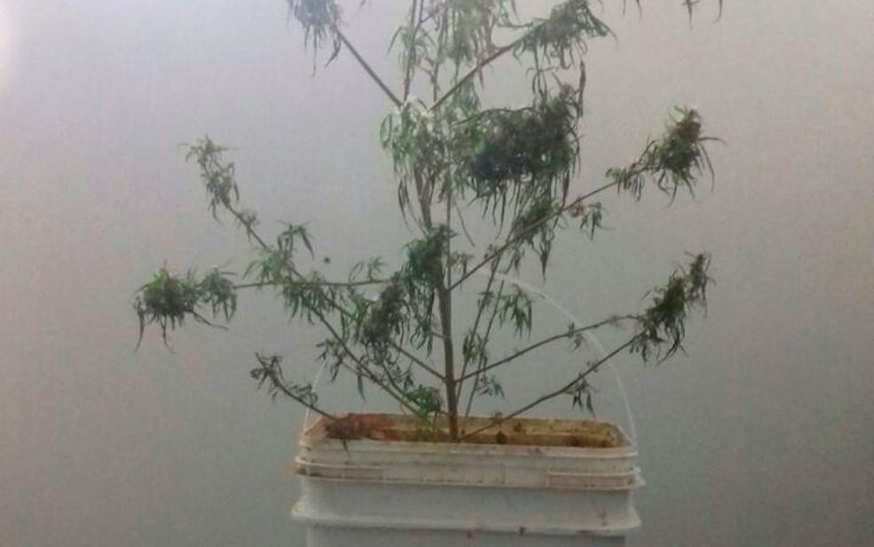 Maconha estava plantada em um vaso pl&aacute;stico (Foto: Divulga&ccedil;&atilde;o / PM)