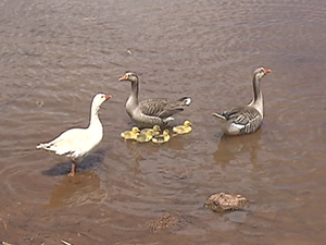 Patos nadando com filhotes no lago do Parque da Cidade, em Brasília (Foto: TV Globo/Reprodução)