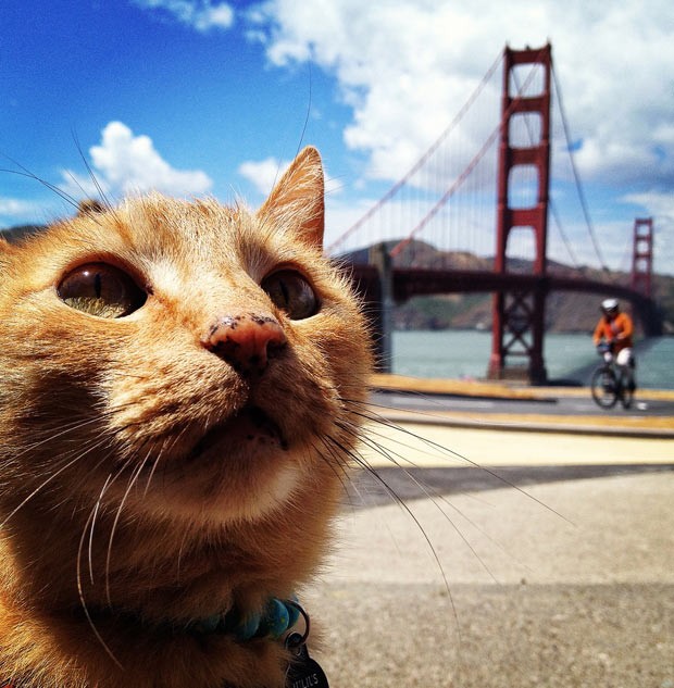 Gato é fotografado diante da ponte Golden Gate. (Foto: Justin Sullivan/Getty Images/AFP )