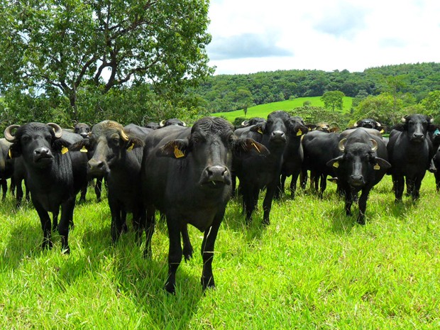 Búfalas em piquete de fazenda de Ceilândia, que tem a maior criação do Distrito Federal (Foto: Raquel Morais/G1)