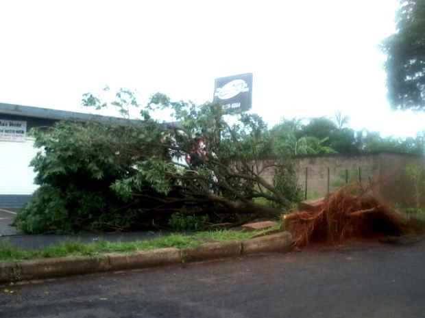 G1 Ventania e chuva derrubam árvores em Uberaba notícias em