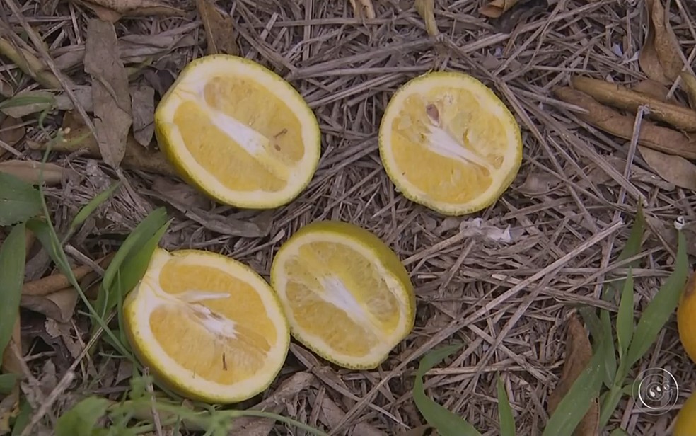 Greening provoca queda e diminuição de frutos (Foto: Reprodução/TV TEM)
