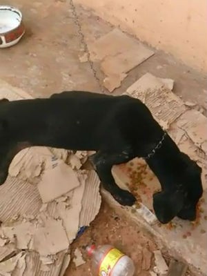 Cachorros foram encontrados com sinais de maus-tratos (Foto: Divulgação / ONG DPAM)