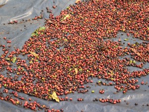 Café em grãos, em Rondônia, Conilon Embrapa (Foto: Hosana Morais/G1)