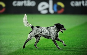 cachorro invasão CORINTHIANS X CORITIBA (Foto: Marcos Ribolli) cachorro invasão CORINTHIANS X CORITIBA (Foto: Marcos Ribolli)