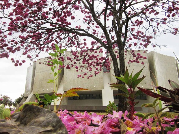 Flores caem e formam 'tapete' rosado em frente ao Planetário de Brasília, no Distrito Federal (Foto: Gabriela Berrogain/G1) Flores caem e formam 'tapete' rosado em frente ao Planetário de Brasília, no Distrito Federal (Foto: Gabriela Berrogain/G1)