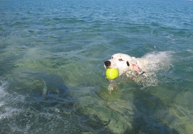 "Antes de realizar qualquer viagem com o pet, o ideal é levá-lo ao veterinário para avaliar suas condições de saúde" (Foto: Divulgação )