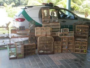 Pássaros foram apreendidos em feiras livres. (Fot Divulgação/BPA)