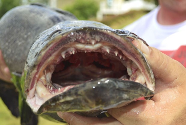 Caleb Newton fisgou peixe cabeça-de-cobra de 7,88 quilos (Foto: Reprodução/Facebook/Bernard B Newton Jr.)