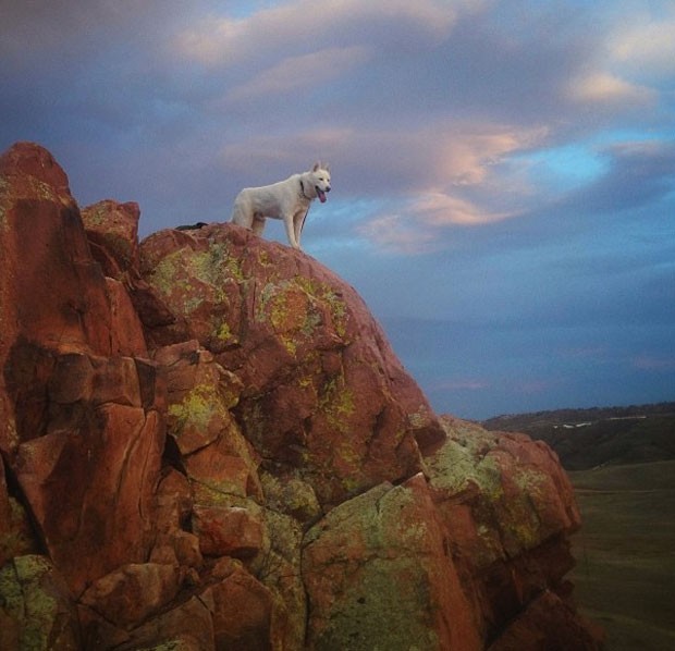 O husky em Crystal Lake, Illinois (Foto: John Stortz/Instagram)