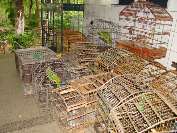 Pássaros eram mantidos em cativeiro e sofriam maus tratos (Fot Gil Oliveira/ G1)
