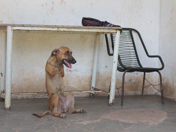 Médico veterinário diz que anormalidade da cadela é rara (Foto: Gustavo Almeida/G1)