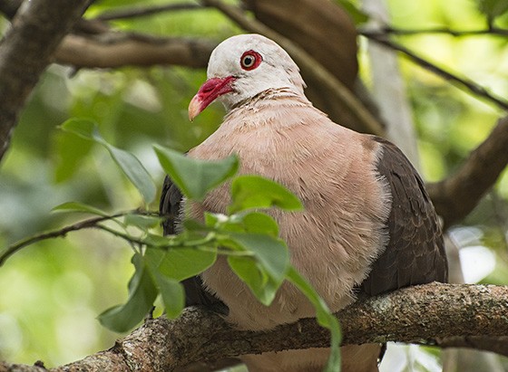 A história do retorno da pomba-rosada (Nesoenas mayeri) representa uma vitória para os conservacionistas de Maurício  (Foto: © Haroldo Castro/ÉPOCA)