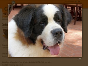 Cão Beethoven morre em série de acidentes em rodovia de Hortolândia (Foto: Reprodução )