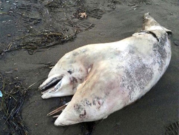 Carcaça de um golfinho de duas cabeças foi encontrada em uma praia na Turquia (Foto: Tugrul Metin/AP)