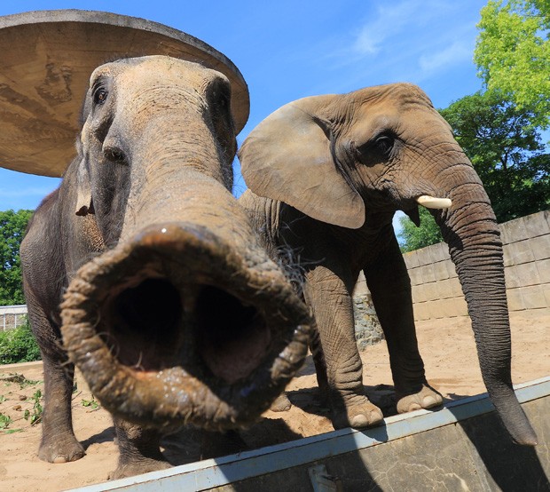 Elefante parece dar 'beijinho' com a tromba em fotógrafo ao ser clicado em zoológico de Magdeburg, na Alemanha (Foto: Jens Wolf, DPA /AFP)