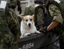 Cão é salvo
de enchente
no Japão (REUTERS/Issei Kato)