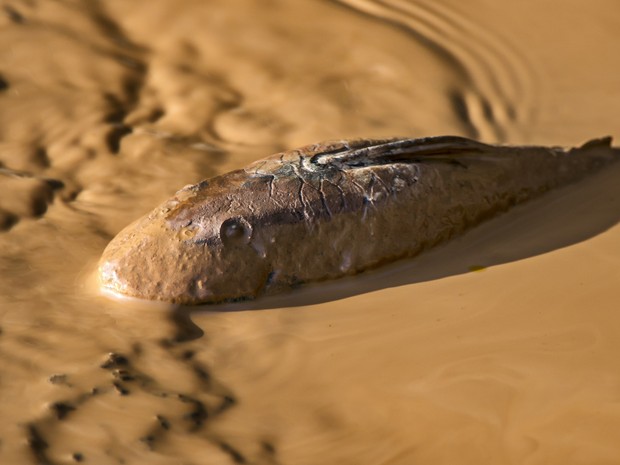 Fotógrafo registra imagens dos impactos da lama da Samarco no Rio Doce (Foto: Leonardo Merçon/ Últimos Refúgios)