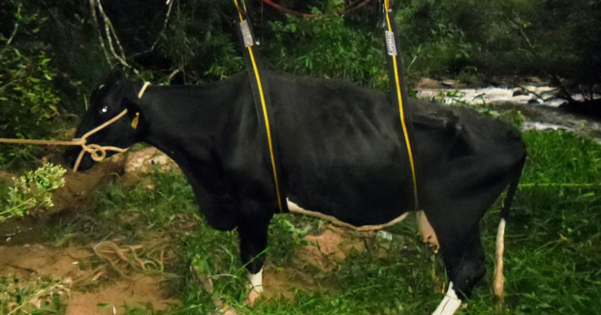 Vaca é resgatada de tirolesa após ficar ilhada em ribeirão no Sul de ... - Globo.com
