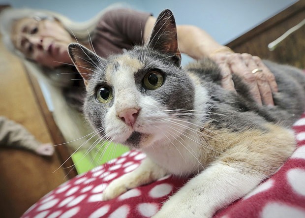 A gata Fortunate nesta quarta-feira (2) durante tratamento (Foto: AP)